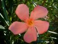 Nerium oleander